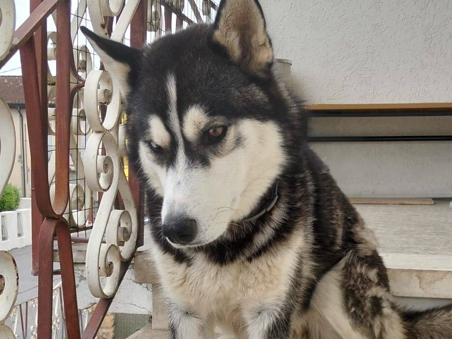 Adotta un cane, taglia grande, maschio, Verona