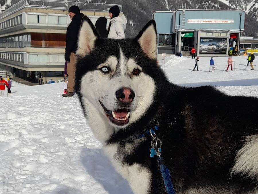 Adozione cane, maschio, Siberian Husky Razza sconosciuta, 5 anni e 1 mese, taglia media, Verona