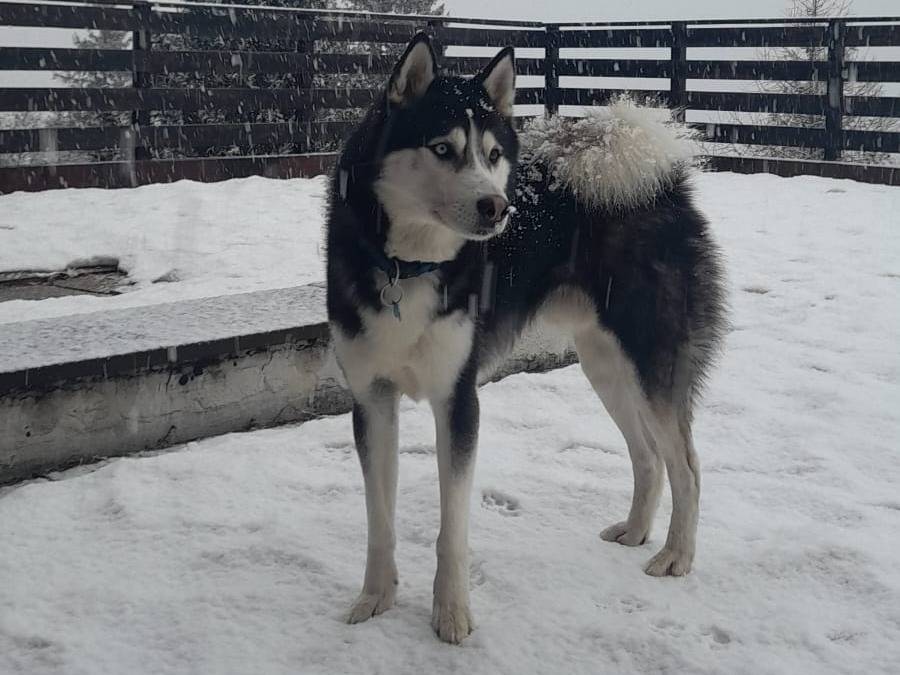 Adotta un cane, maschio, 5 anni e 1 mese, Verona