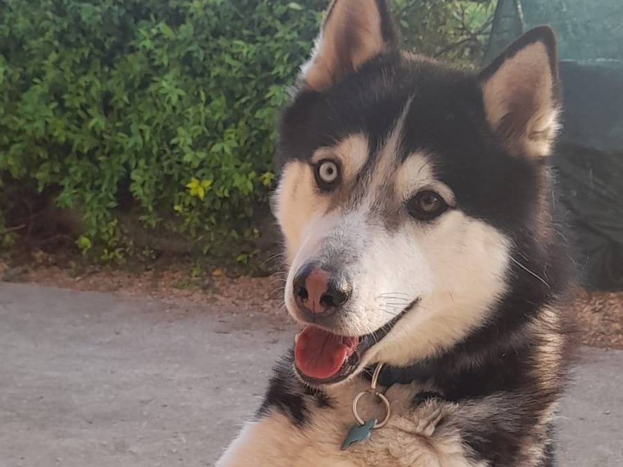 Adotta un cane, taglia media, maschio, Verona
