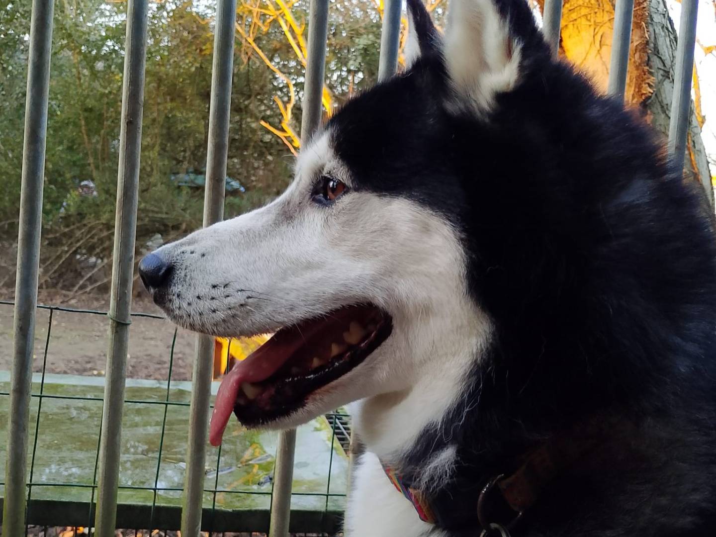 Vuoi adottare un cane a Verona?
