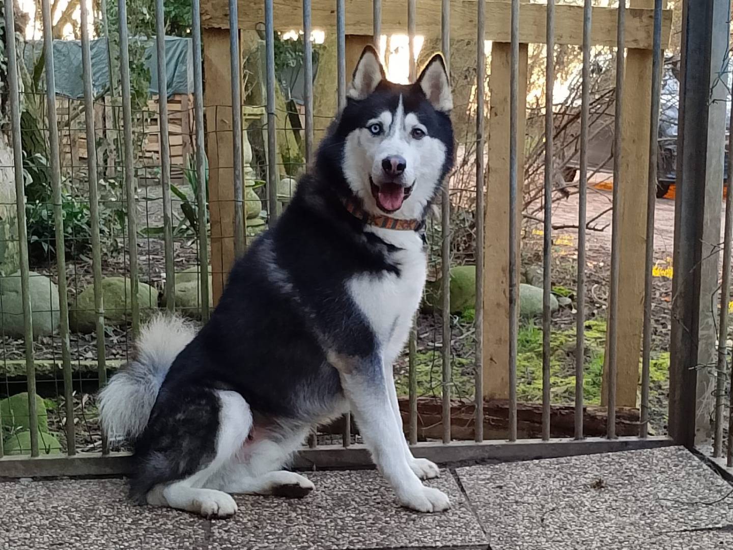 Adotta il cane ZEUS a Verona
