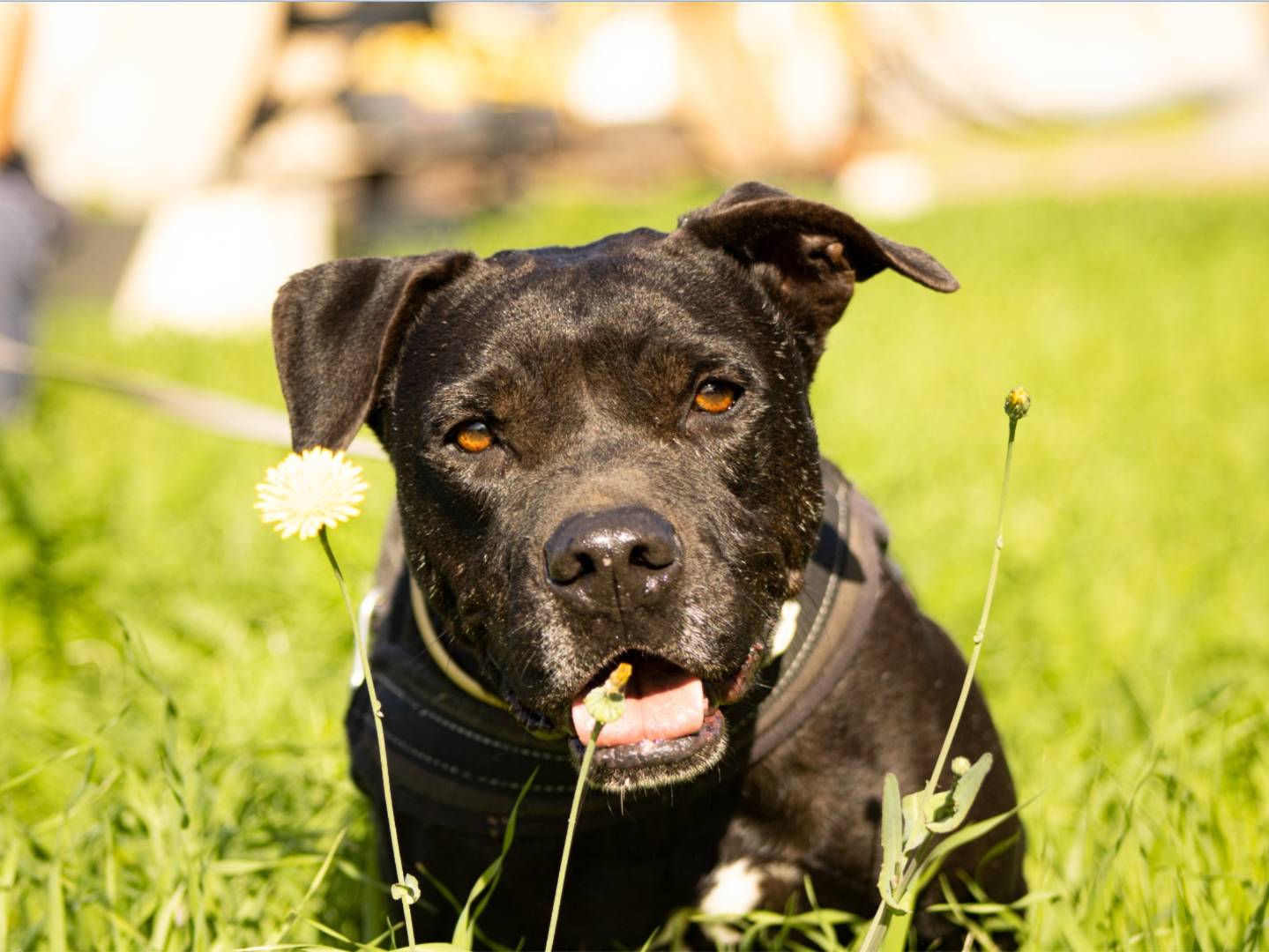 Adozione cane, maschio, Pitbull Razza sconosciuta, 8 anni, taglia media, Trapani