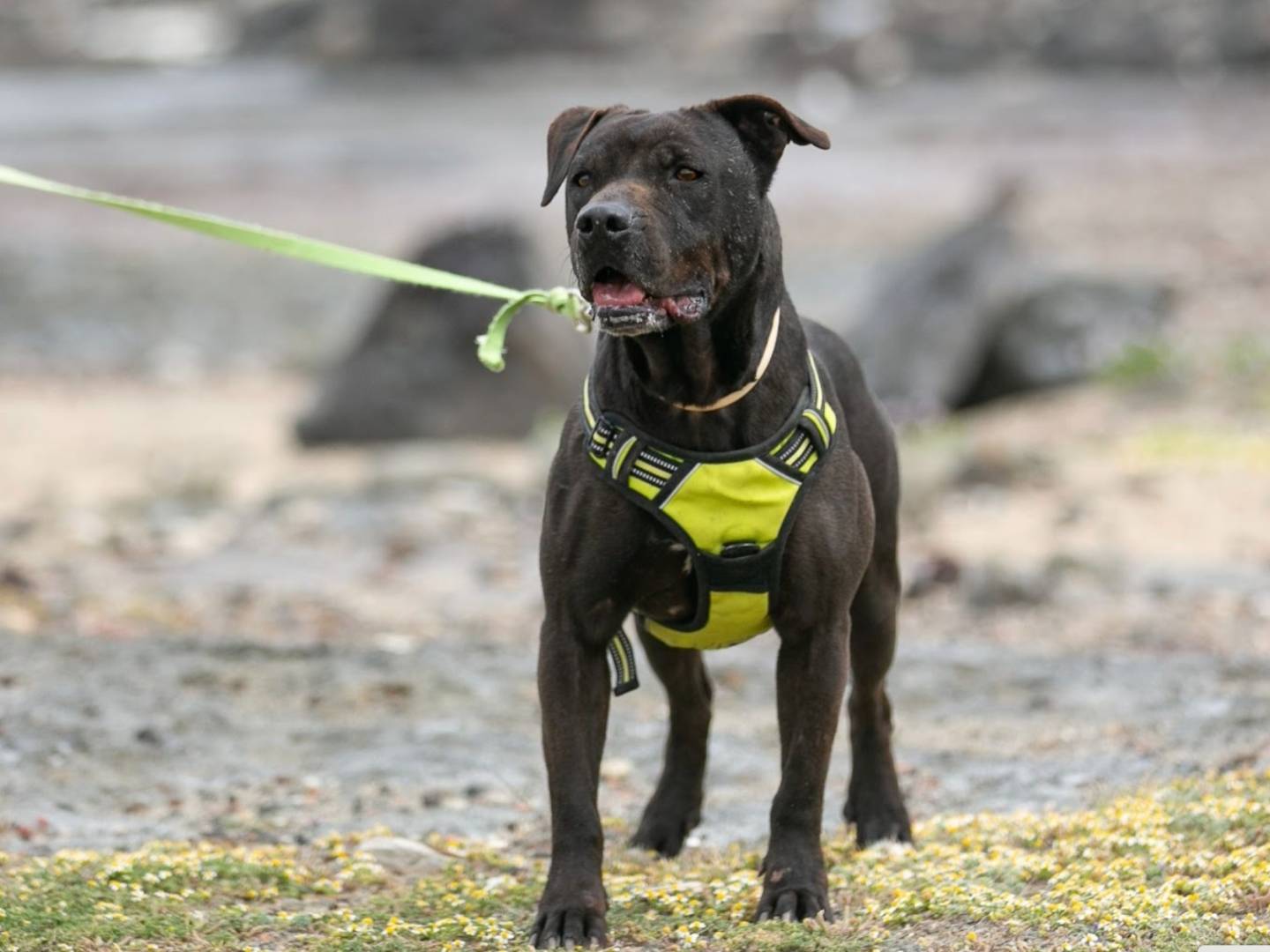 Adotta un cane, maschio, 8 anni, Trapani