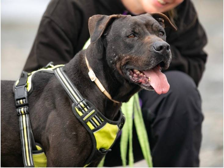 Adotta un cane, taglia media, maschio, Trapani