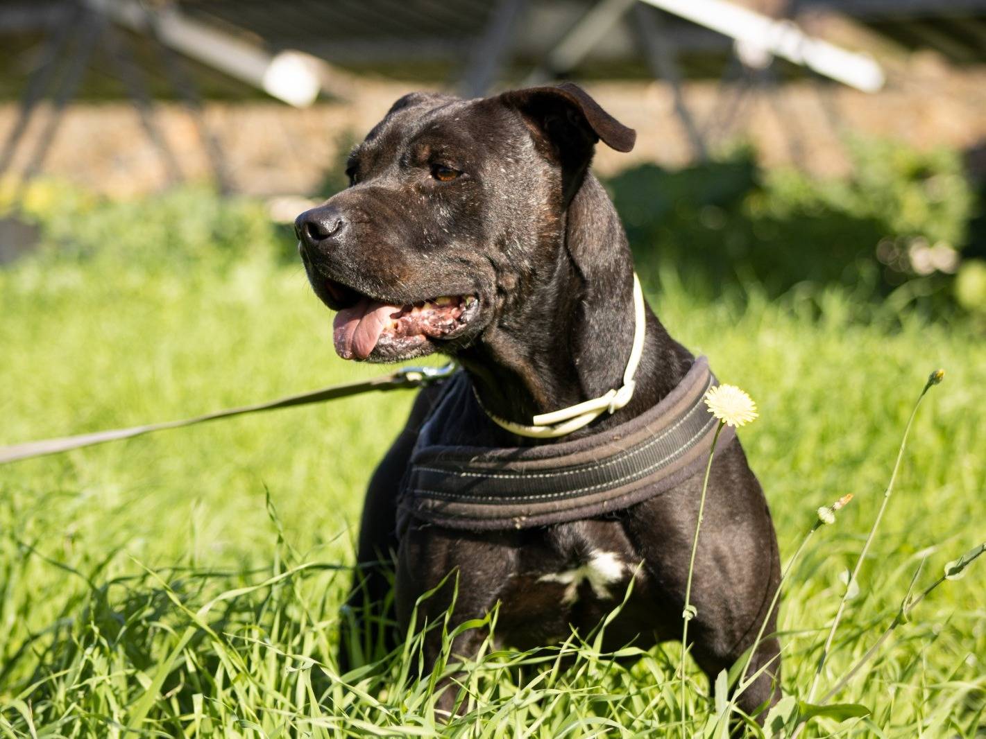 Vuoi adottare un cane a Trapani?