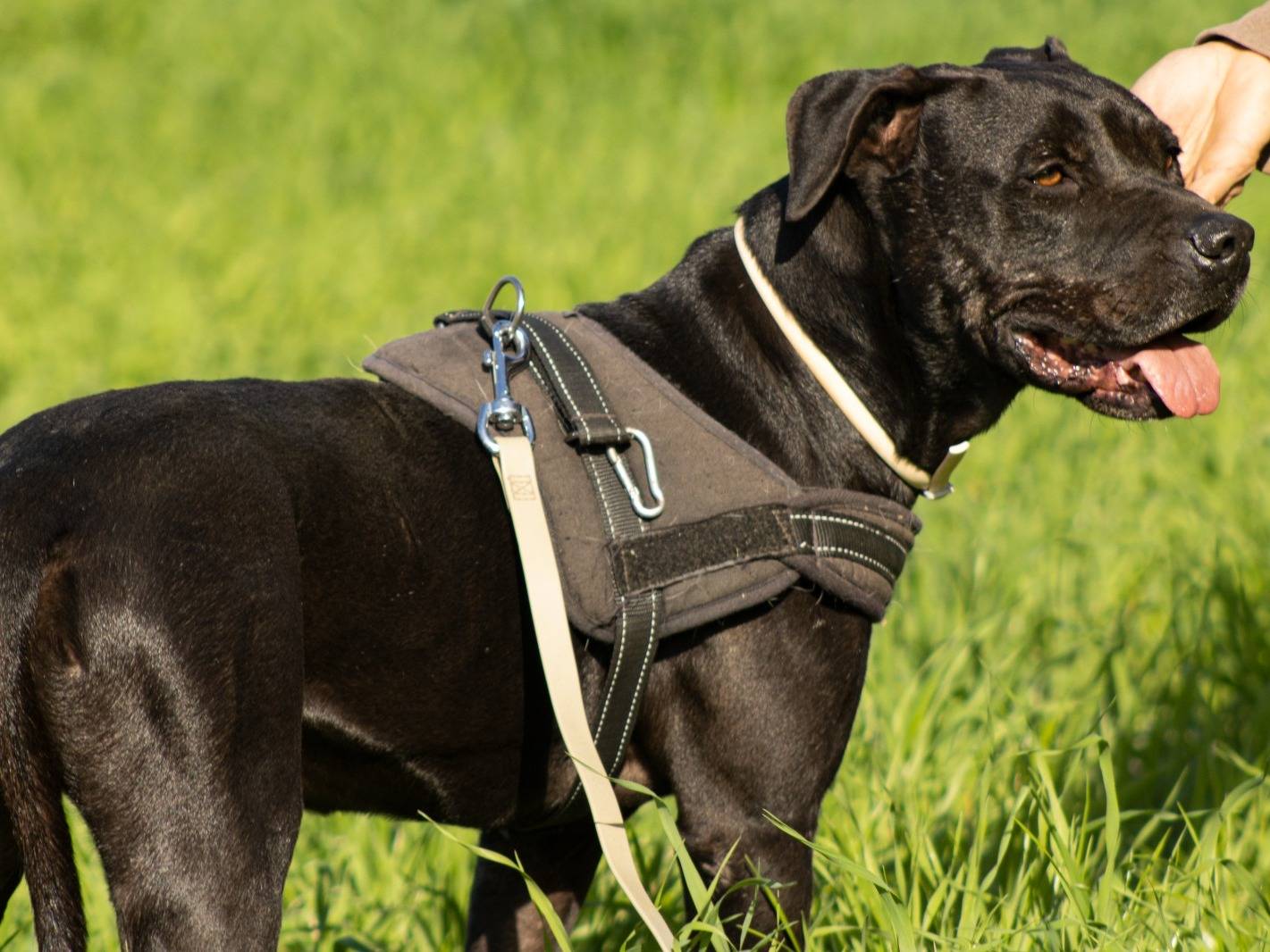 Adotta il cane Luke a Trapani