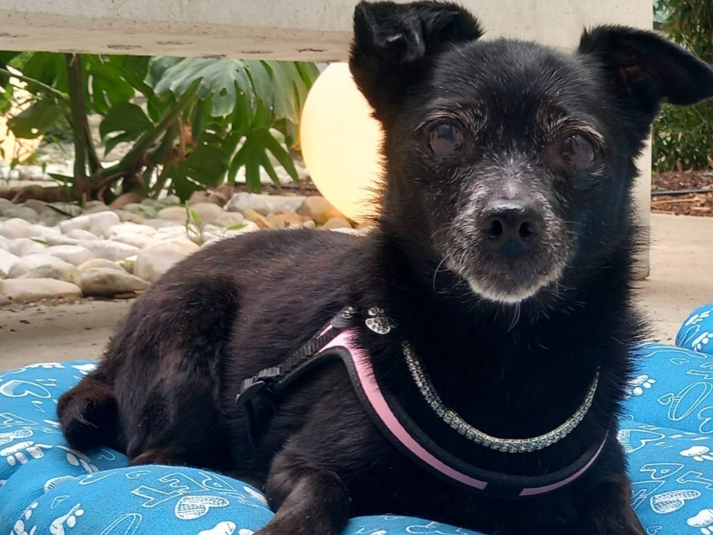 Adozione cane, femmina, Razza sconosciuta Razza sconosciuta, 12 anni e 4 mesi, taglia piccola, Cagliari