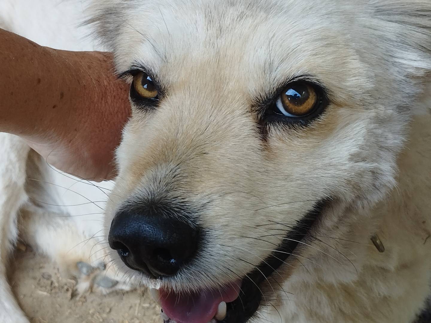 Adozione cane, femmina, Razza sconosciuta Razza sconosciuta, 9 anni e 4 mesi, taglia media contenuta, Pavia
