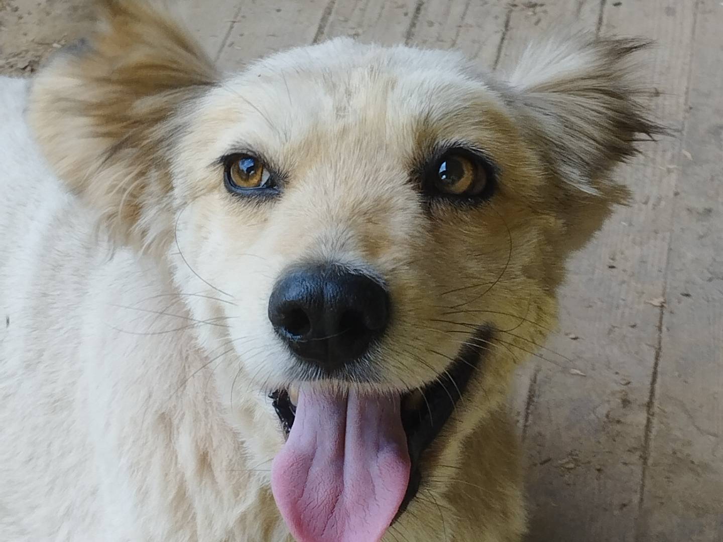 Adotta un cane, femmina, 9 anni e 4 mesi, Pavia