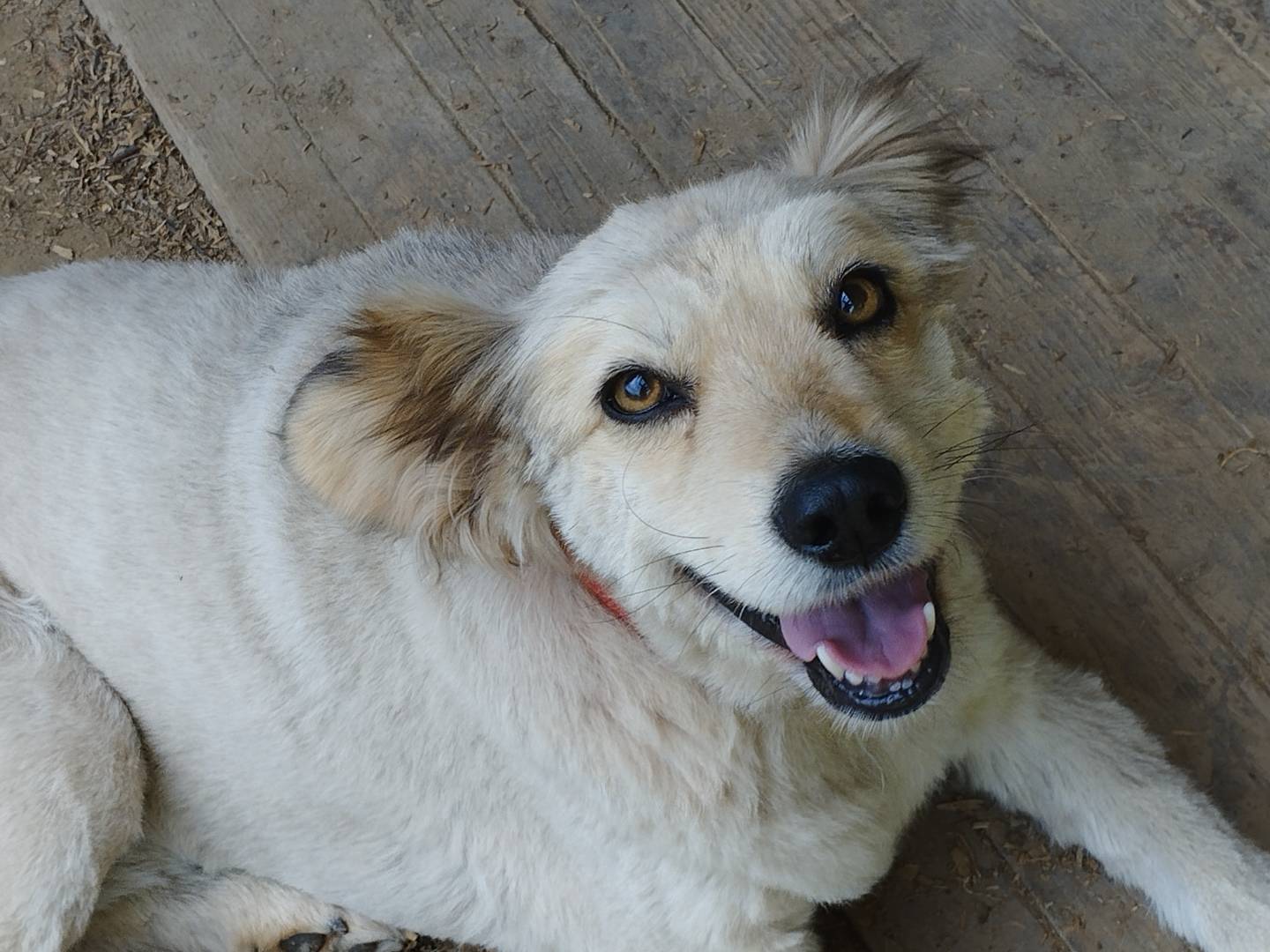 Adotta un cane, taglia media contenuta, femmina, Pavia