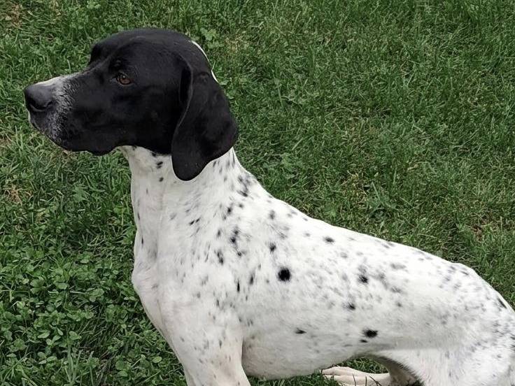 Adozione cane, femmina, Pointer Razza sconosciuta, 3 anni e 7 mesi, taglia media contenuta, Bergamo