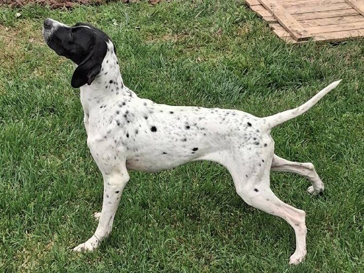 Adotta un cane, femmina, 3 anni e 7 mesi, Bergamo
