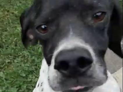 Adotta un cane, taglia media contenuta, femmina, Bergamo