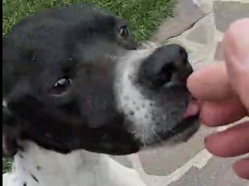 Vuoi adottare un cane a Bergamo?