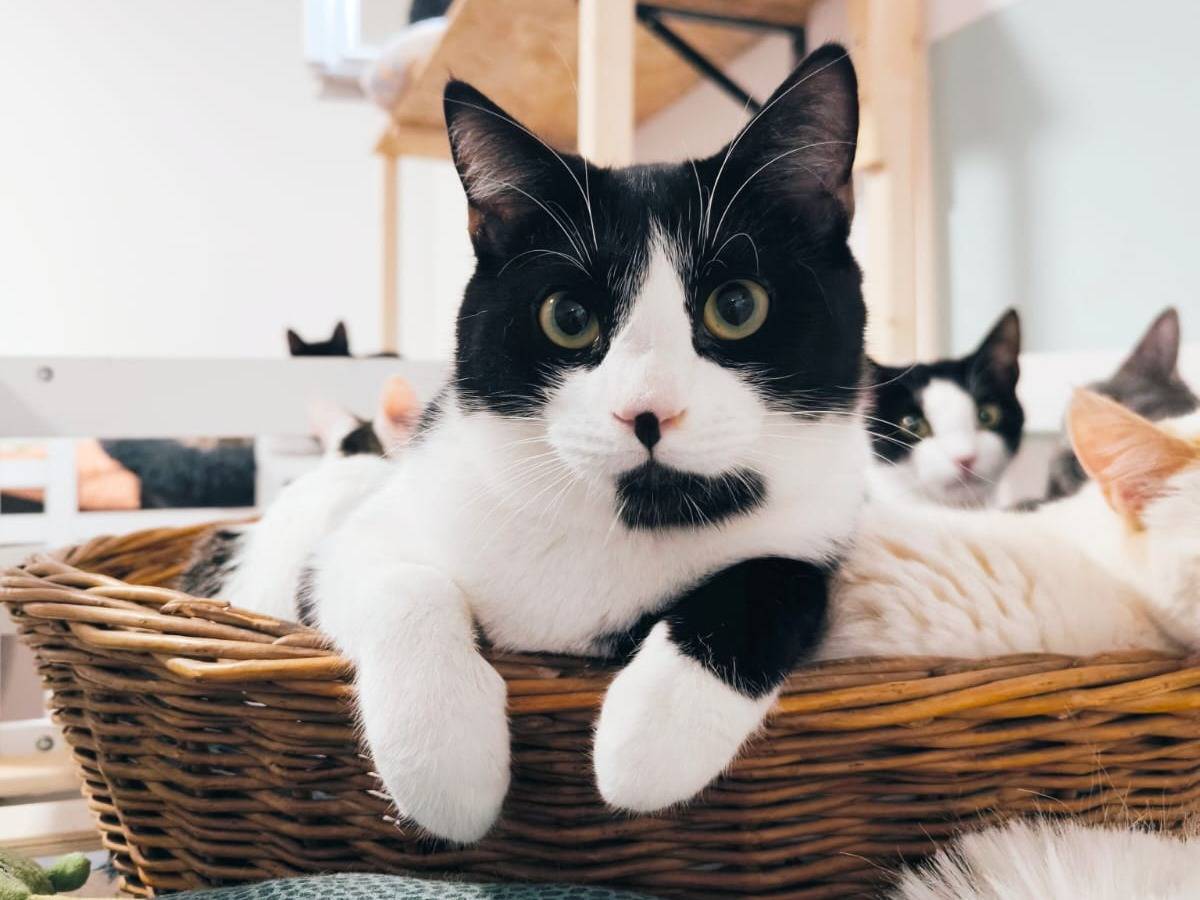 Adozione gatto, maschio, Razza sconosciuta Razza sconosciuta, 1 anno, taglia non valida, Bari