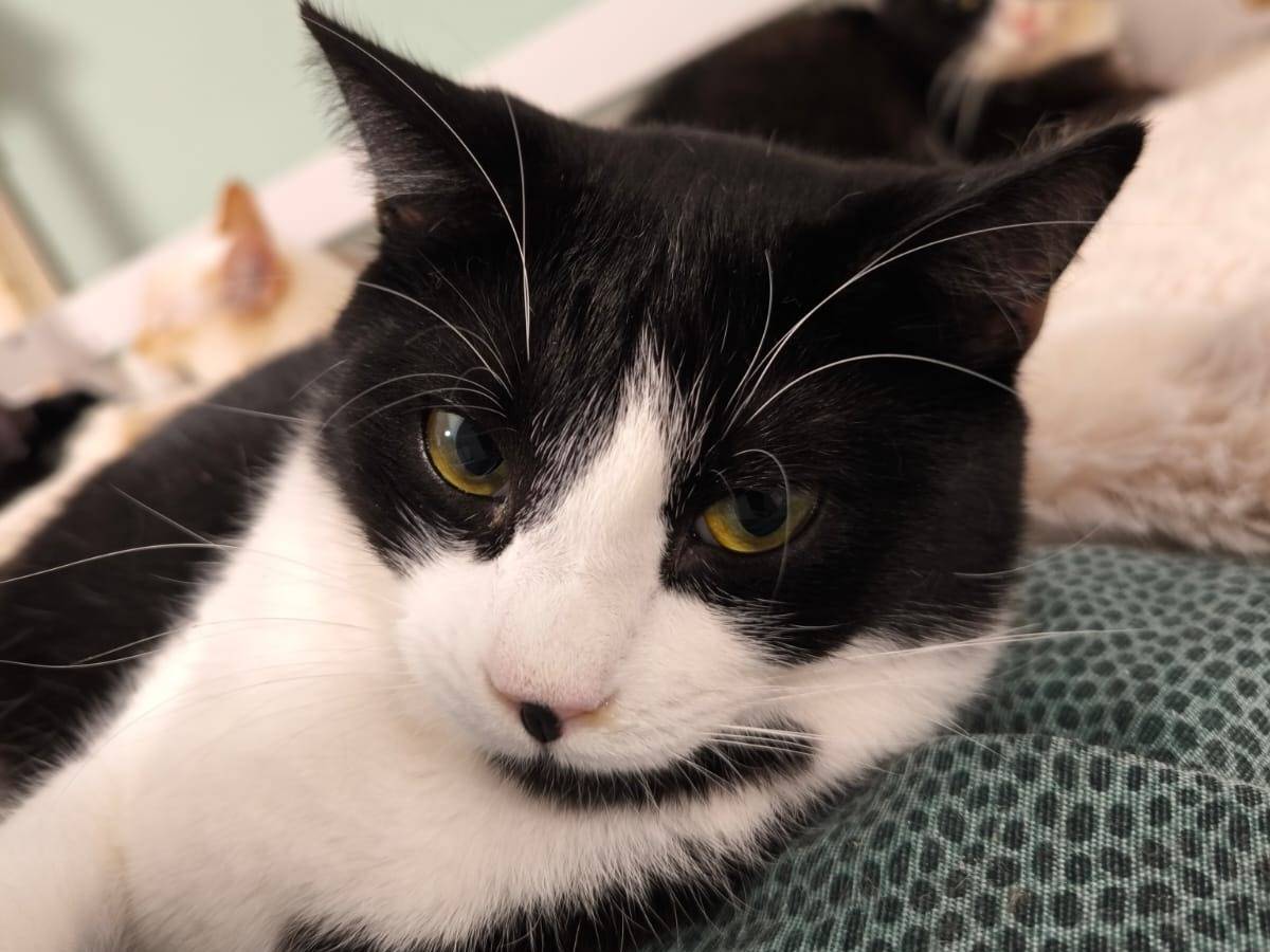 Adotta un gatto, taglia non valida, maschio, Bari