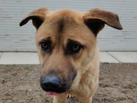 Adozione cane, maschio, Razza sconosciuta Razza sconosciuta, 4 anni e 11 mesi, taglia media contenuta, Como