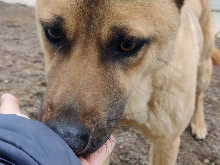 Adotta un cane, taglia media contenuta, maschio, Como
