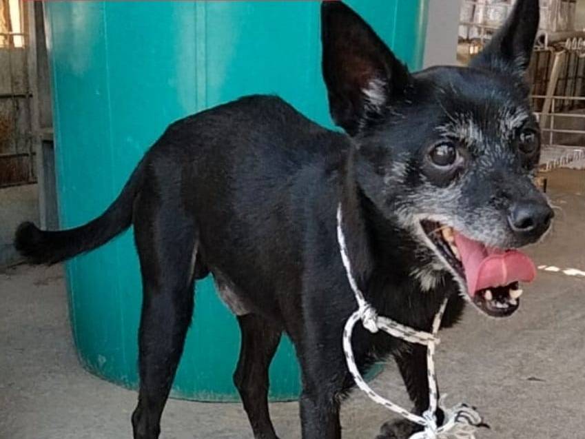 Adozione cane, maschio, Razza sconosciuta Razza sconosciuta, 12 anni, taglia piccola, Barletta