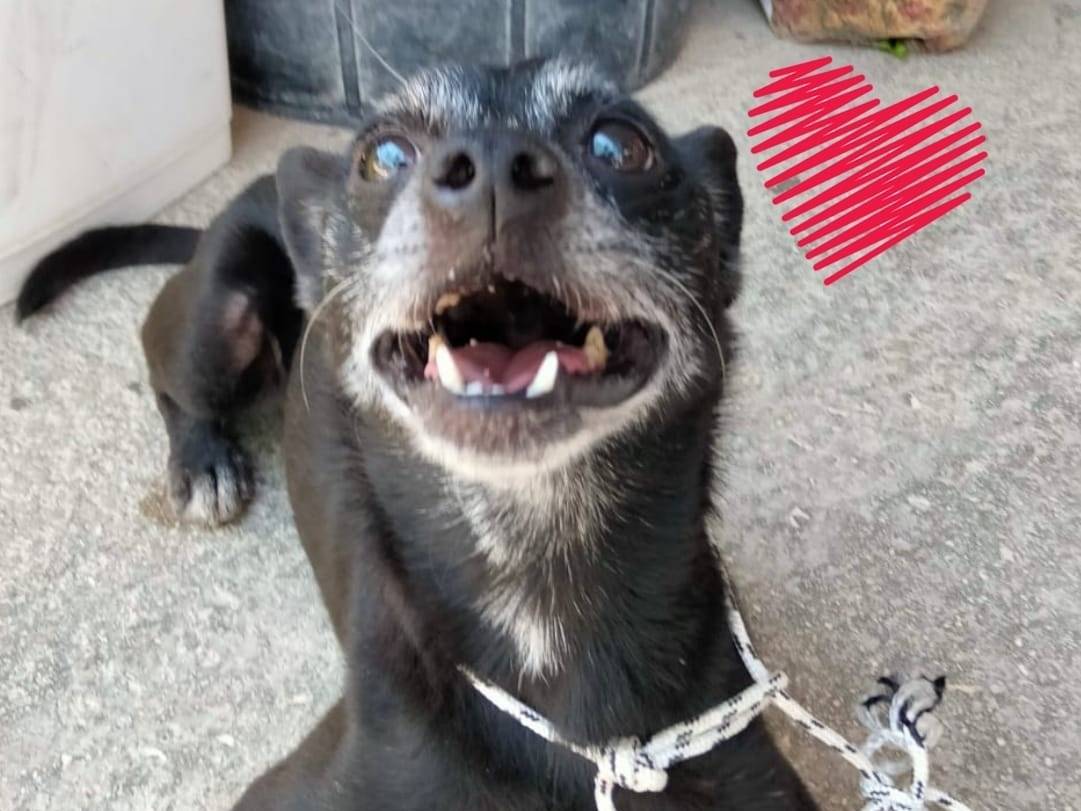 Adotta un cane, maschio, 12 anni, Barletta