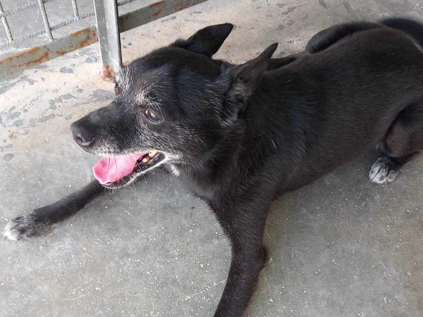 Adotta un cane, taglia piccola, maschio, Barletta