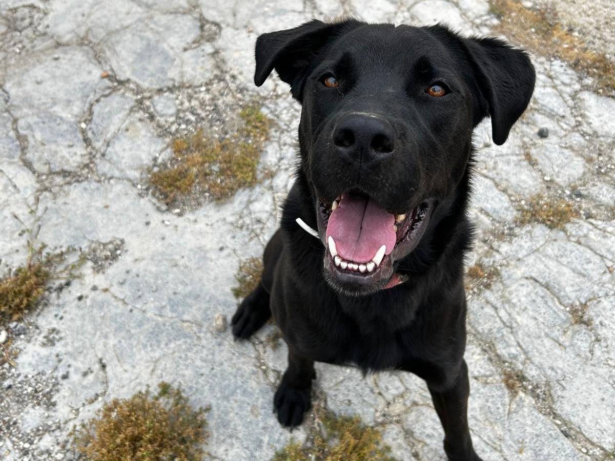 Vuoi adottare un cane a Trapani?