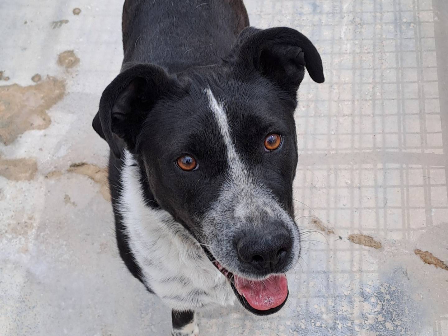 Adozione cane, femmina, Razza sconosciuta Razza sconosciuta, 6 anni e 4 mesi, taglia media contenuta, Torino