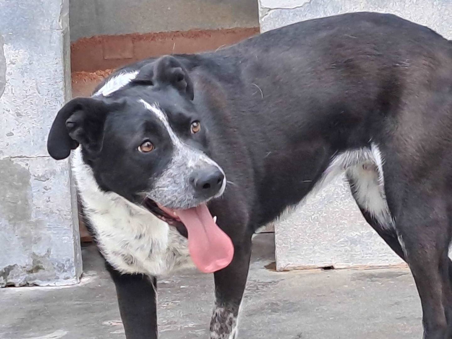 Adotta il cane Fenice a Torino