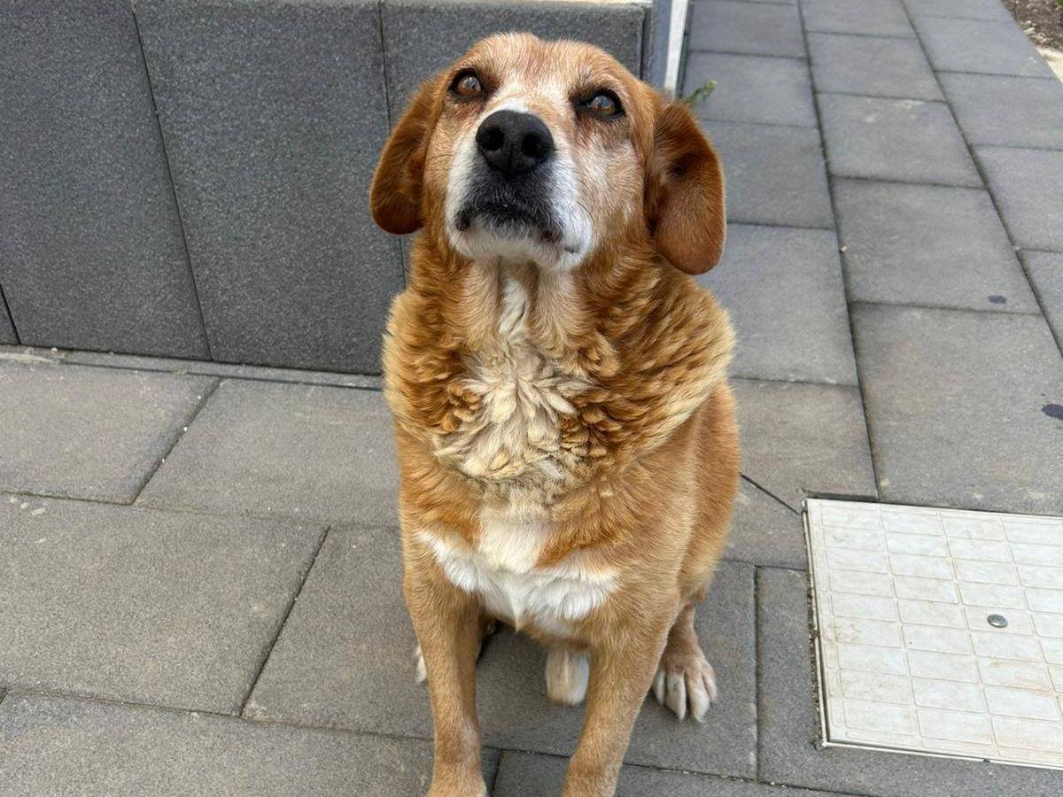 Adozione cane, maschio, Razza sconosciuta Razza sconosciuta, 9 anni e 4 mesi, taglia media, Trapani