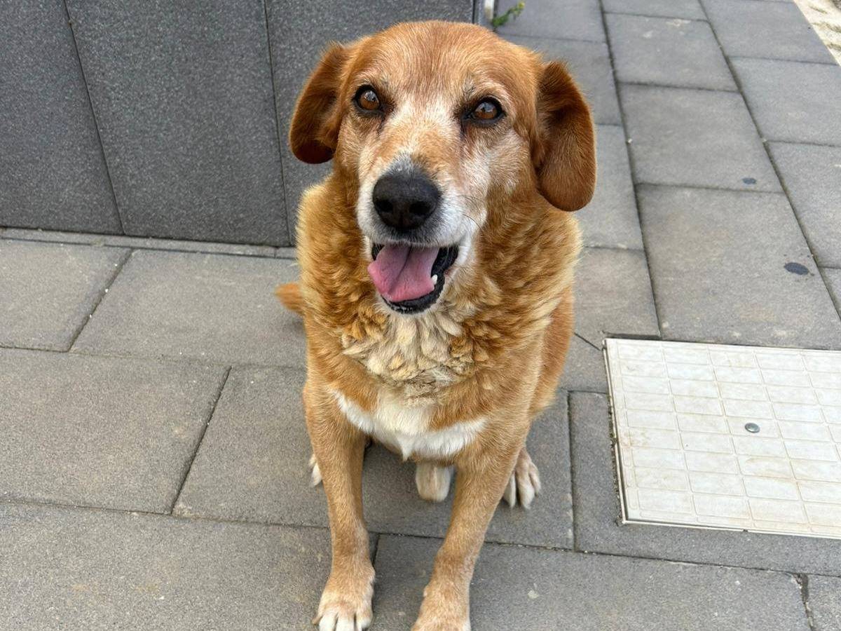Adotta un cane, maschio, 9 anni e 4 mesi, Trapani
