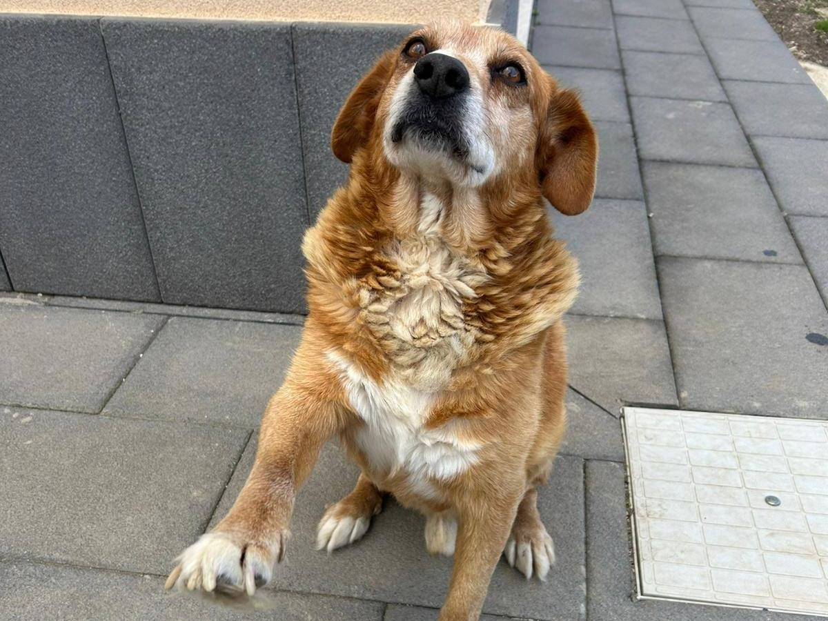 Adotta un cane, taglia media, maschio, Trapani