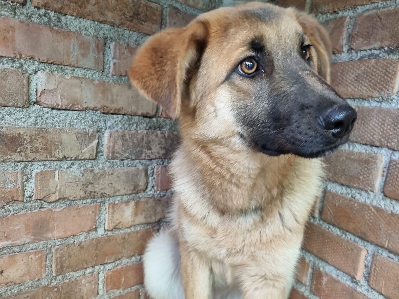 Adotta un cane, femmina, 2 anni, Messina