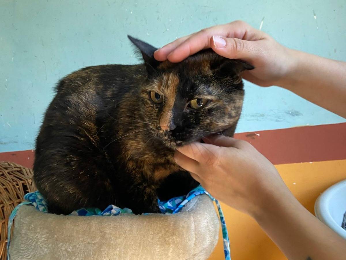 Adozione gatto, femmina, Razza sconosciuta Razza sconosciuta, 6 anni e 4 mesi, taglia non valida, Asti