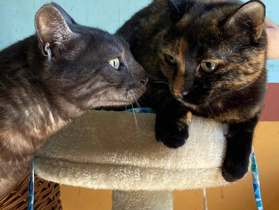 Adotta un gatto, femmina, 6 anni e 4 mesi, Asti