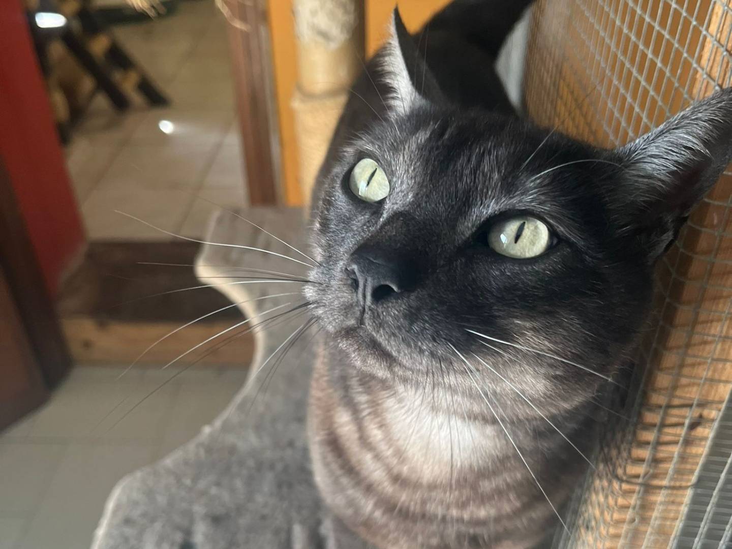 Adotta un gatto, maschio, 6 anni e 4 mesi, Asti