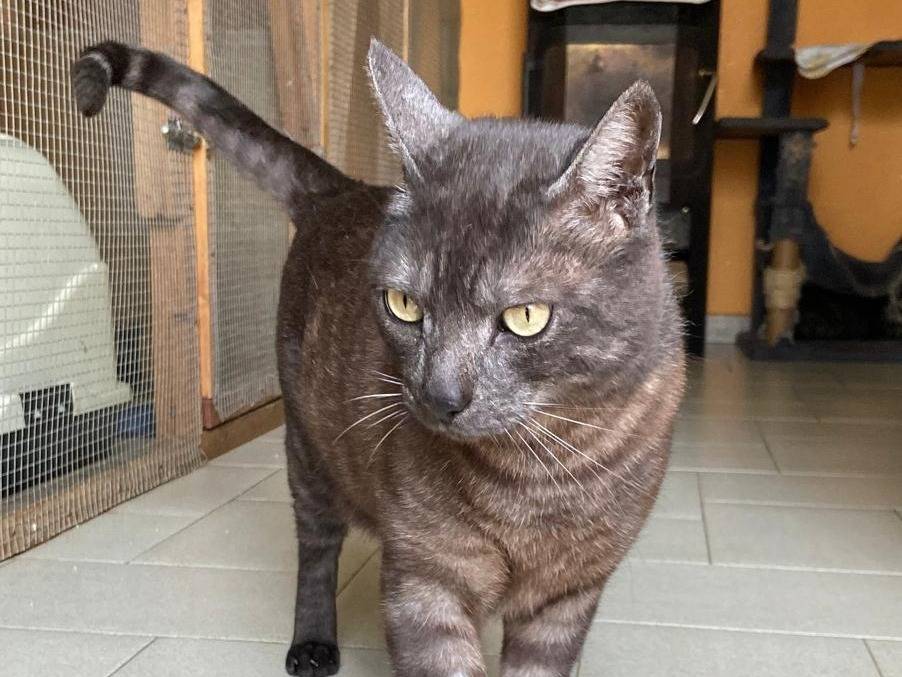 Adotta un gatto, taglia non valida, maschio, Asti