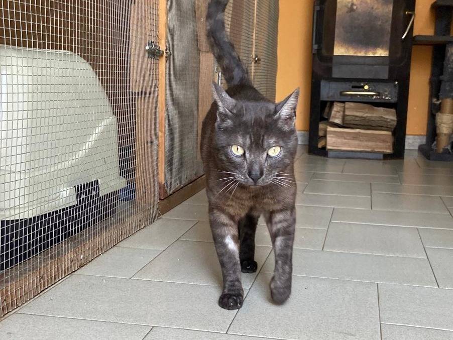 Adozione gatto, maschio, Razza sconosciuta Razza sconosciuta, 6 anni e 4 mesi, taglia non valida, Asti