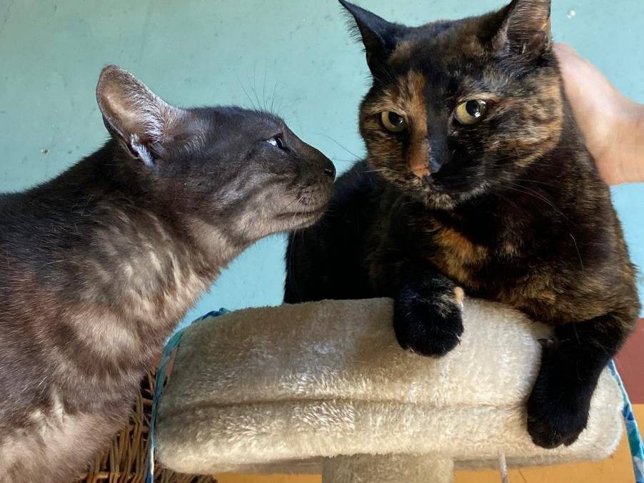 Vuoi adottare un gatto a Asti?