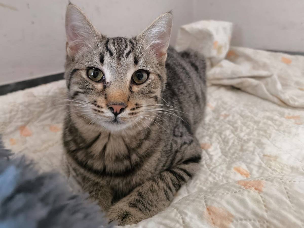Adotta un gatto, maschio, 8 mesi, Bari