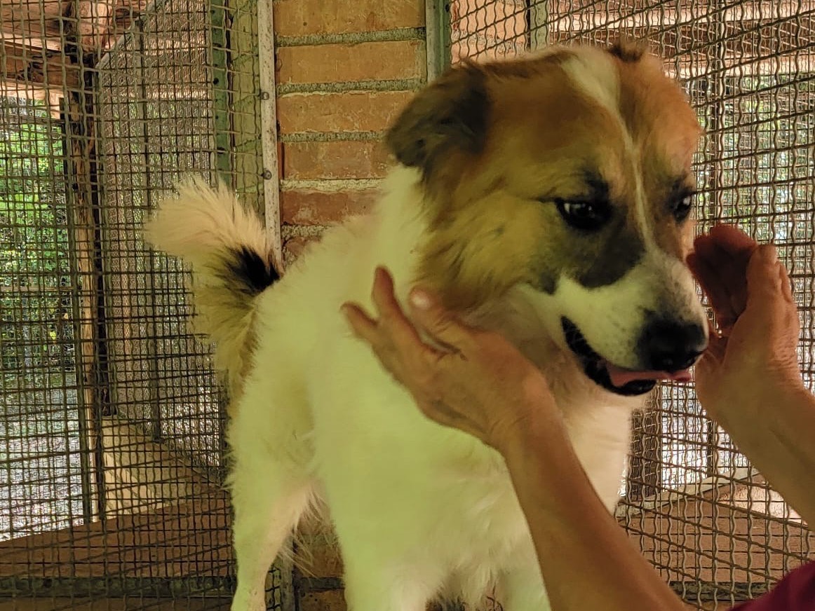 Adozione cane, maschio, Razza sconosciuta Razza sconosciuta, 2 anni, taglia media, Messina