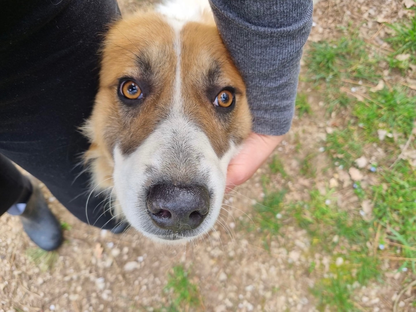 Adotta un cane, taglia media, maschio, Messina