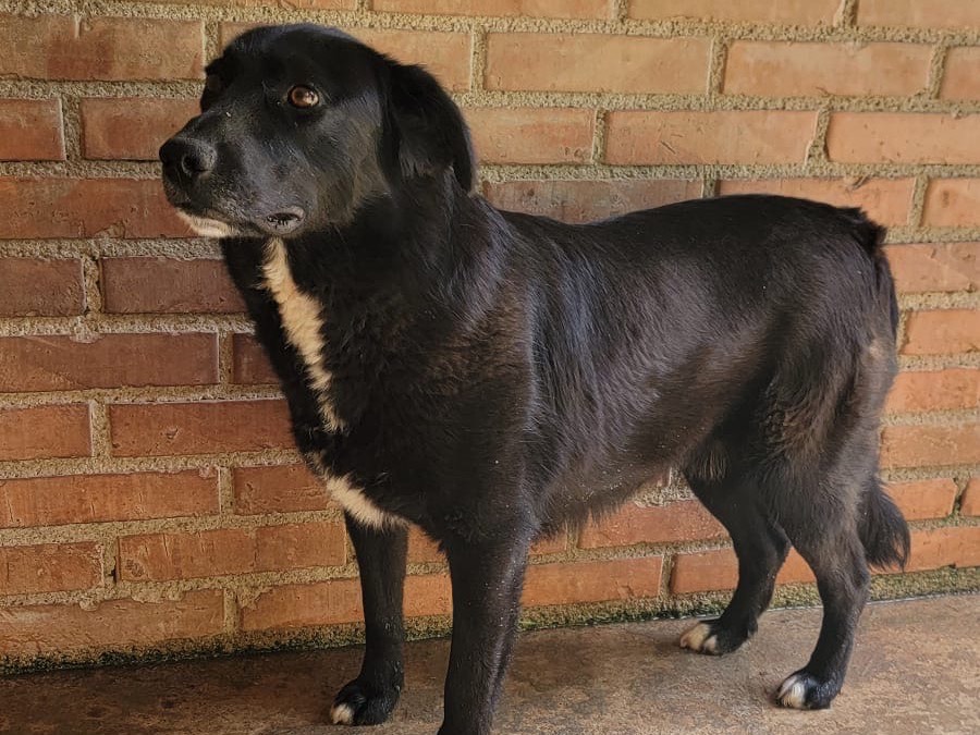 Adozione cane, maschio, Razza sconosciuta Razza sconosciuta, 2 anni, taglia media, Messina