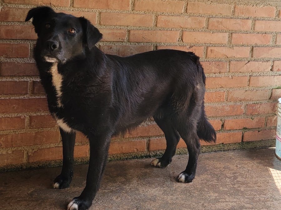 Adotta un cane, maschio, 2 anni, Messina