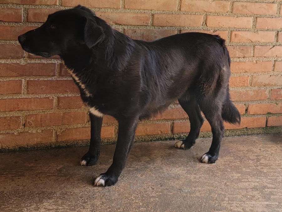 Adotta un cane, taglia media, maschio, Messina