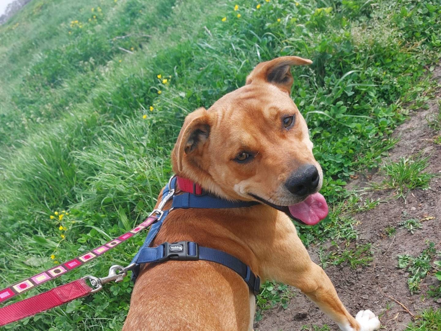 Adotta il cane jack a Caserta