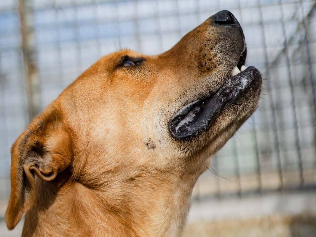 Adozione cane, maschio, American Staffordshire Terrier Razza sconosciuta, 5 anni e 1 mese, taglia media, Caserta