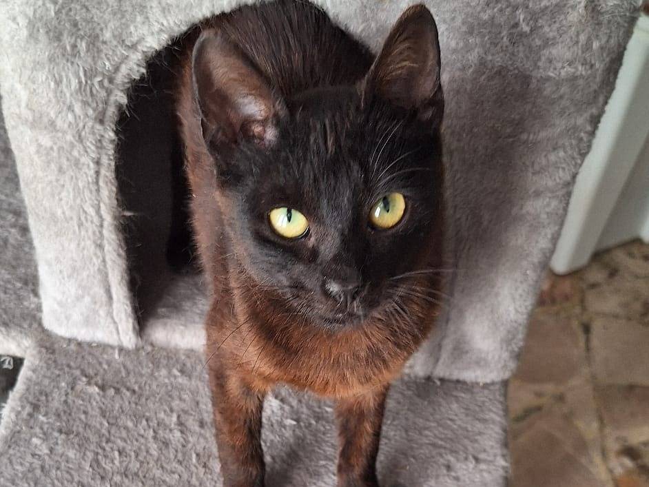 Adotta il gatto Rocher  a Milano