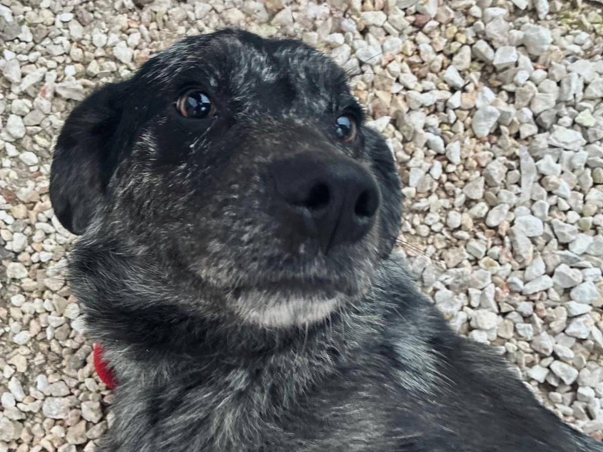 Vuoi adottare un cane a Bari?