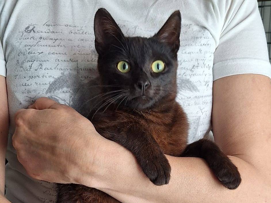 Adotta un gatto, maschio, 6 mesi, Milano